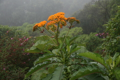 Jessea cooperi