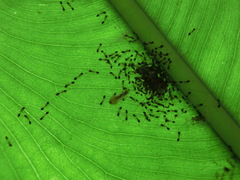 Monomorium floricola