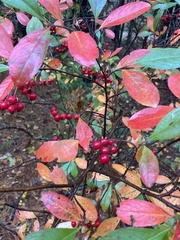 Aronia arbutifolia