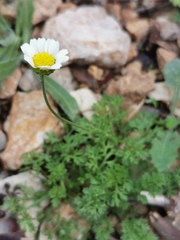 Anthemis