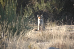 Vulpes vulpes silacea