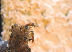 Tetragonisca angustula