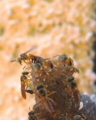 Tetragonisca angustula