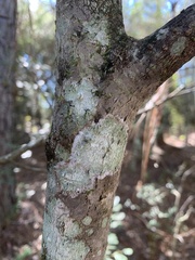 Cryptothecia striata