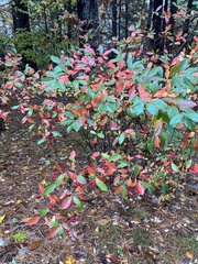 Aronia arbutifolia