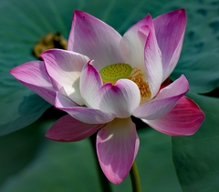 Nelumbo nucifera