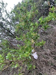 Ceanothus