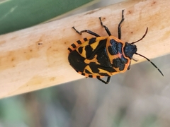 Eurydema eckerleini