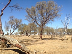 Acacia aneura