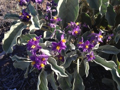 Solanum ellipticum