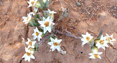 Rhodanthe microglossa