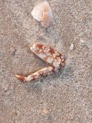 Eriphia verrucosa