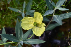 Papaver angustifolium