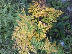 Ligusticum porteri