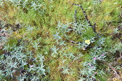 Papaver angustifolium