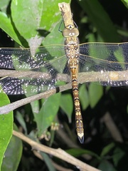 Adversaeschna brevistyla