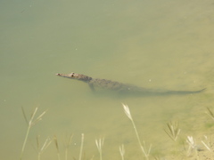 Crocodylus acutus