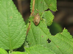 Carpocorini
