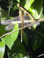 Adversaeschna brevistyla