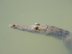 Crocodylus acutus