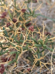 Sarcopoterium spinosum