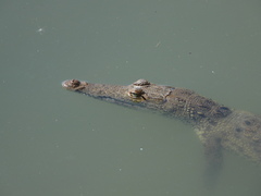 Crocodylus acutus