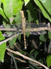 Adversaeschna brevistyla