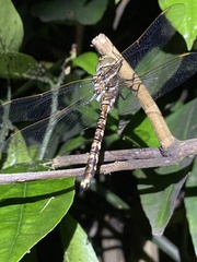 Adversaeschna brevistyla