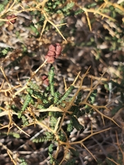 Sarcopoterium spinosum