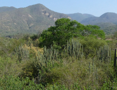 Harrisia tetracantha