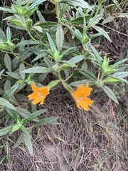 Diplacus aurantiacus