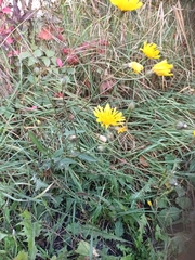 Crepis biennis