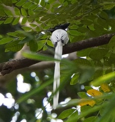 Terpsiphone paradisi