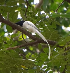 Terpsiphone paradisi