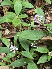 Cynorkis ridleyi