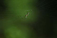 Leucauge decorata