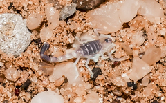 Parabuthus gracilis