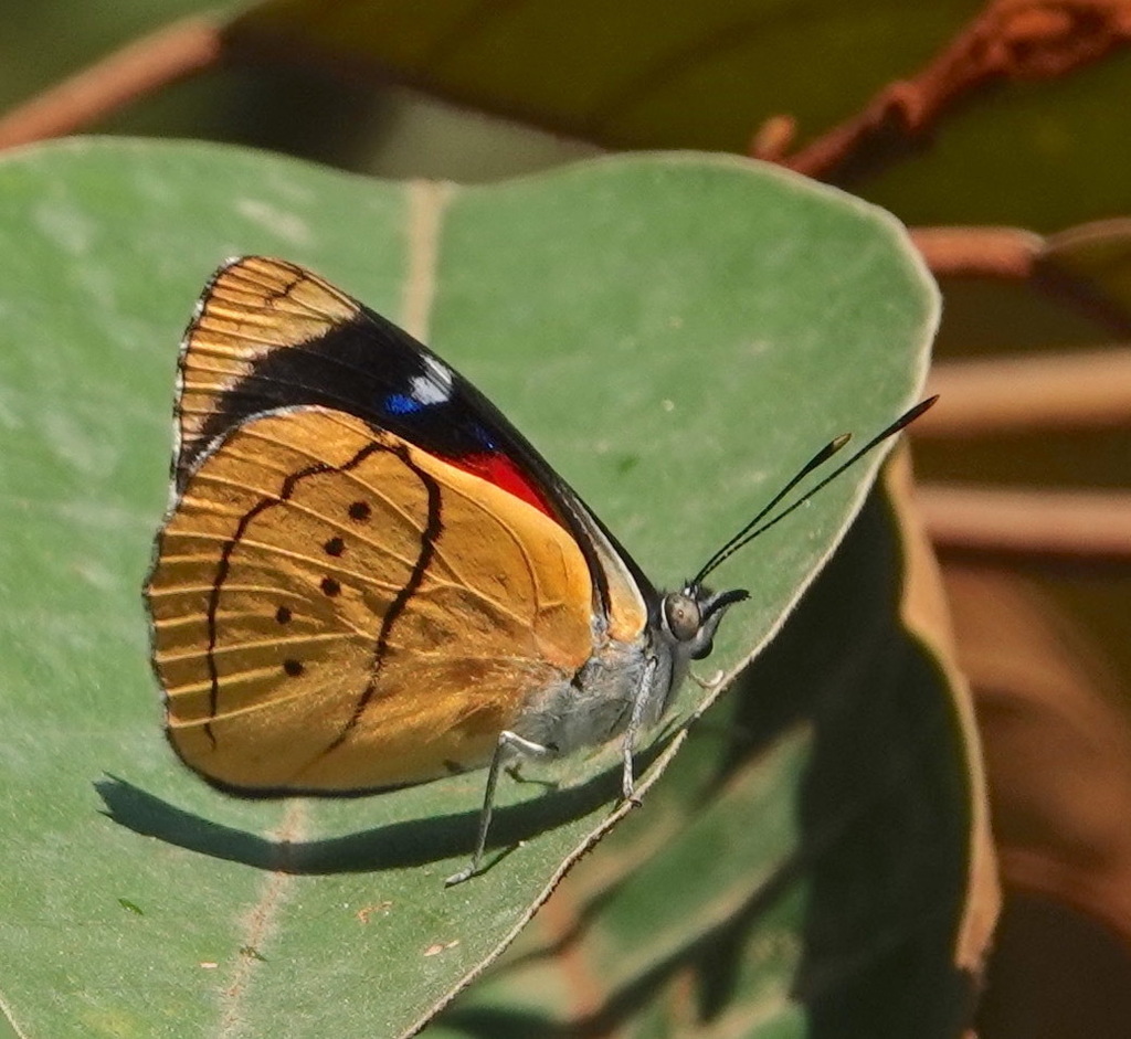 Perisama camelita