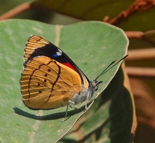 Perisama camelita