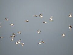 Charadrius alexandrinus