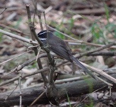 Rhipidura albogularis