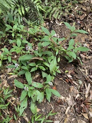 Cynorkis ridleyi