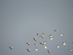 Charadrius alexandrinus