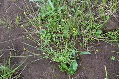 Ranunculus pedatifidus affinis