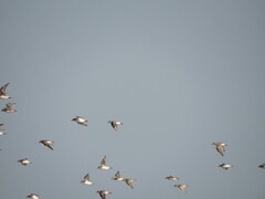 Charadrius alexandrinus