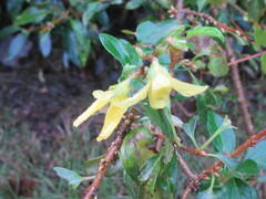 Forsythia × intermedia