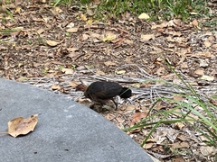 Alectura lathami lathami