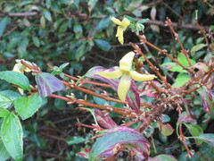 Forsythia × intermedia