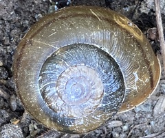 Helminthoglypta