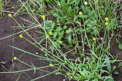 Ranunculus pedatifidus affinis